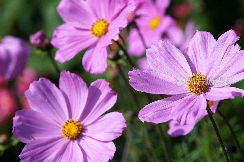 粉红色的Cosmos bippinatus花